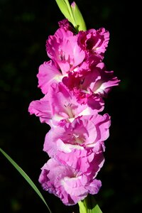 Sword flower blossom bloom photo