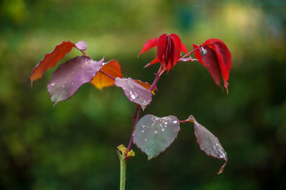 Wallpapr flower garden autumn