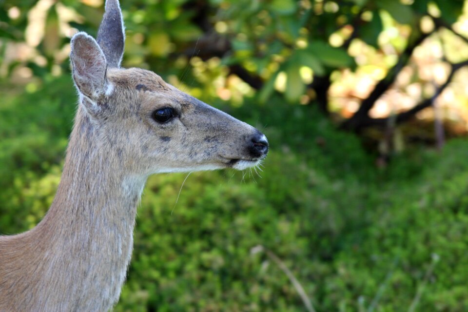 Nature mammal deer