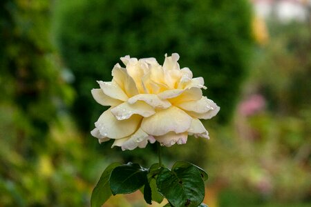 Bloom flower rose