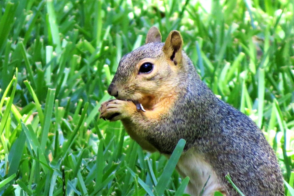 Brown cute green grass