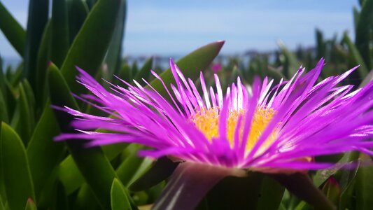 Flower wonder beach
