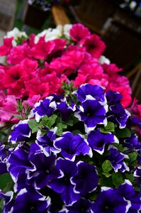 Plant beauty flower