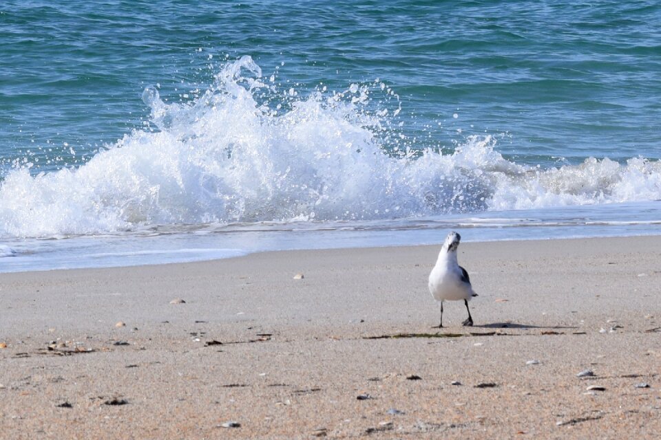 Water seashore surf photo