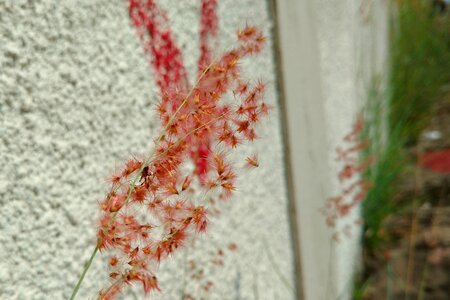 Urban plant flower
