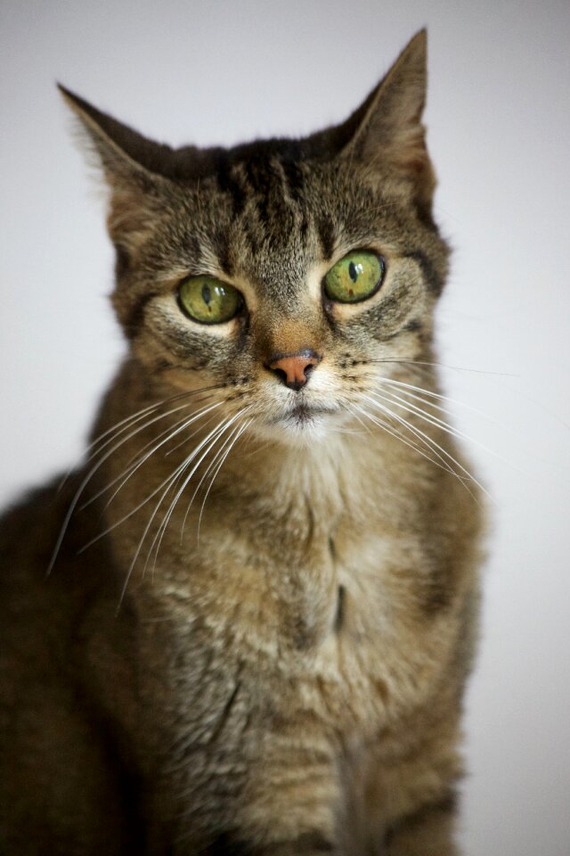 Moustache whiskers cat ears