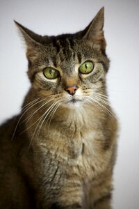 Moustache whiskers cat ears