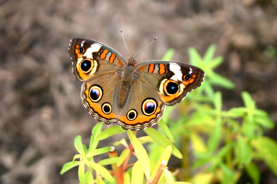 Nature bug eyespots