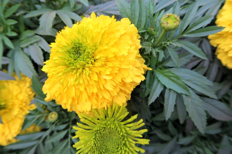 Leaves yellow flower spring photo