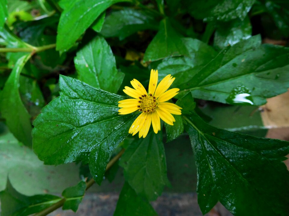 Green floral leaf