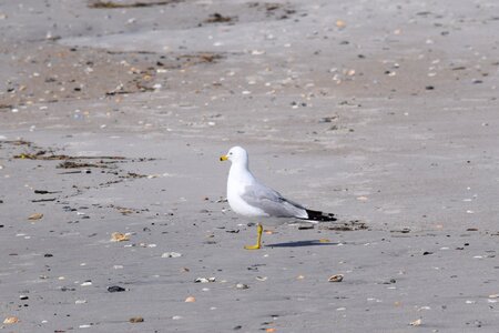 Beach seashore seagulls