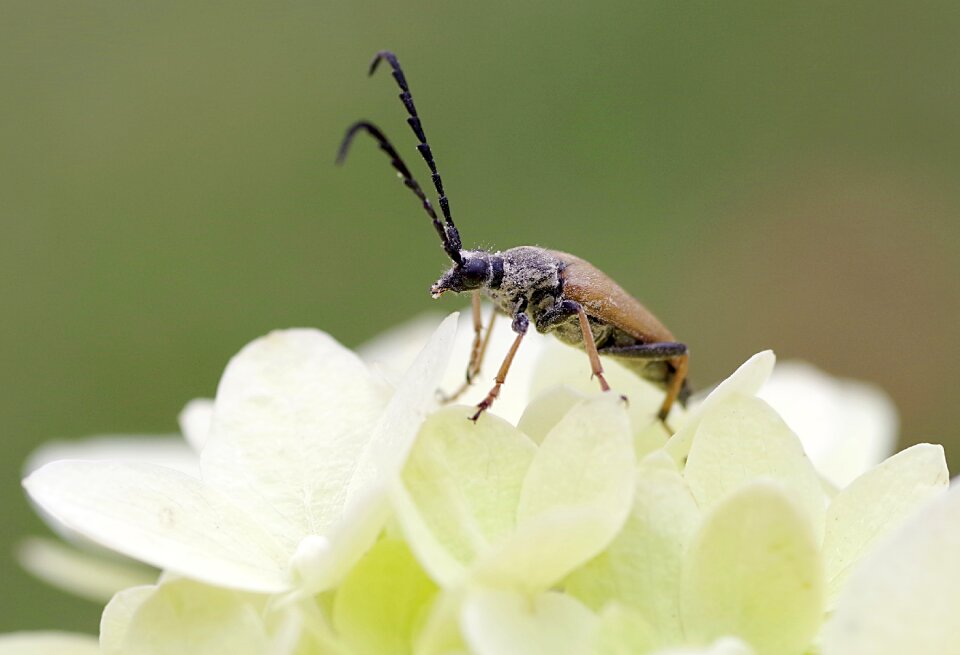 Pest wood herbivores