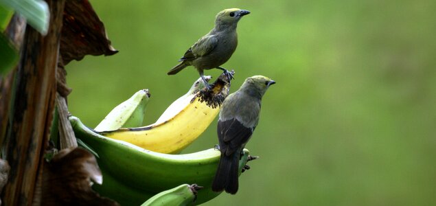 Fauna banana armenia