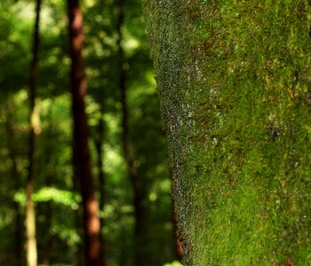 Lichen forest green