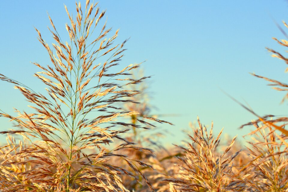 Lawn field sky