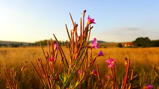 Landscape summer meadow