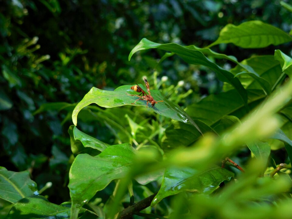 Yellow flying plant