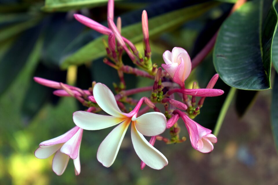 White yellow-center flower plumeria
