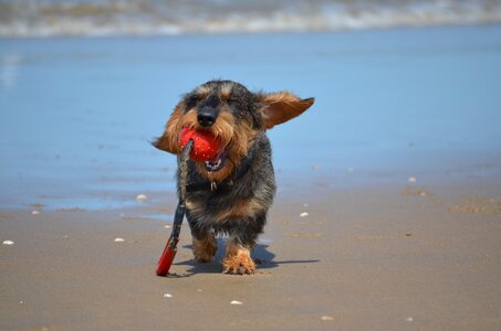 Waters animal dog