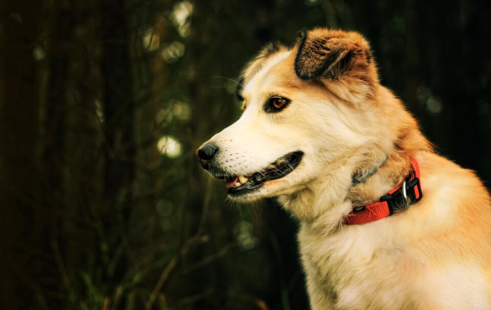 A friend of man animals pet