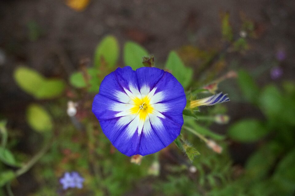 Nature plant petal