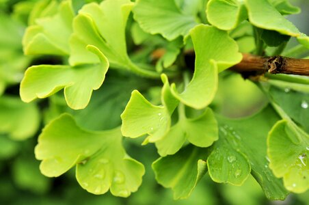 Leaves healthy plant