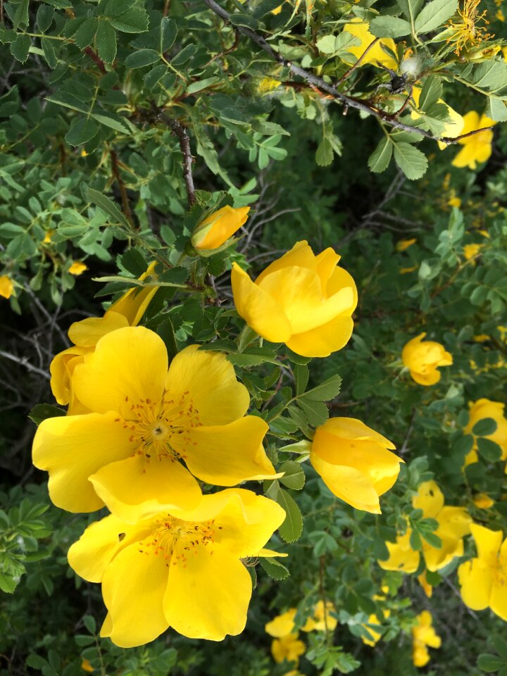 Yellow flower anatolian plants turkey