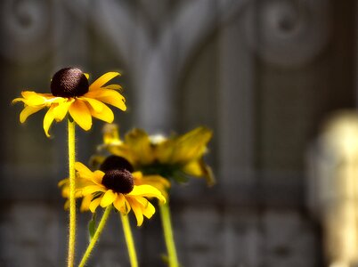 Outdoors flower flora photo