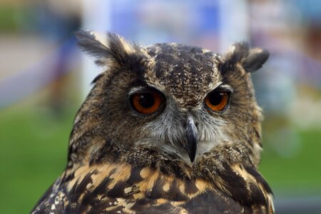 Nature animal face