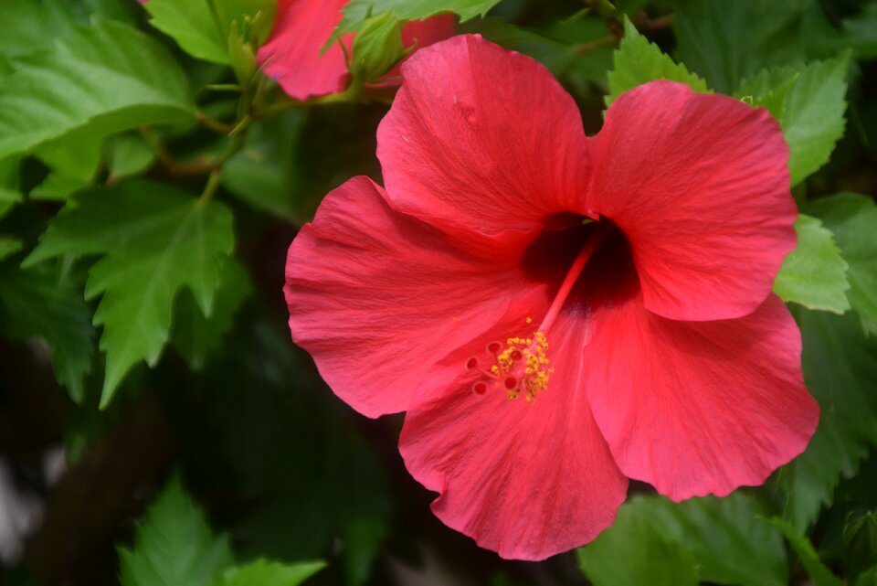 Bloom red bright