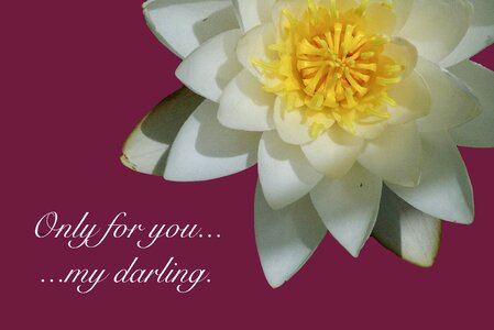 Declaration of love saying embassy