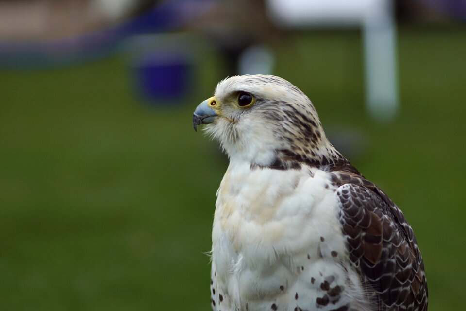 White avian beak