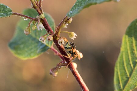 French field wasp dew dewdrop