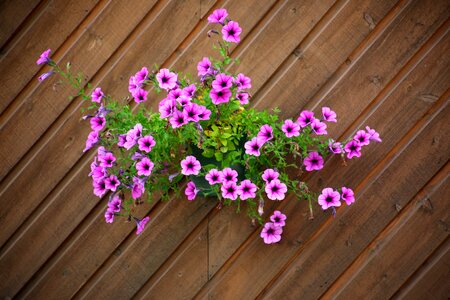 Nature ornament potted plant