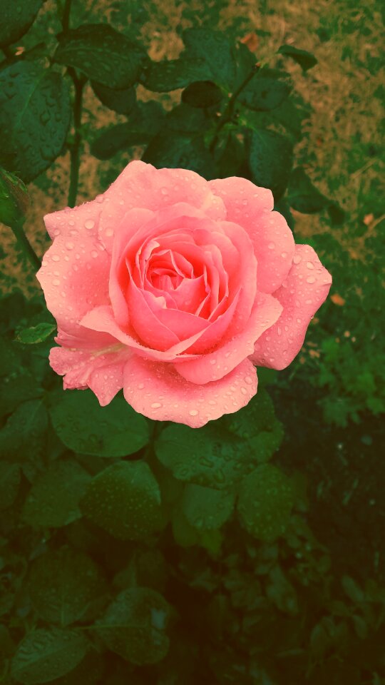 Rose pink rose flower