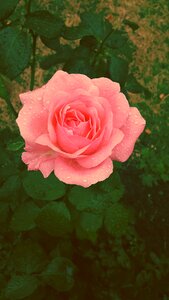 Rose pink rose flower