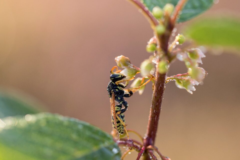 French field wasp dew dewdrop