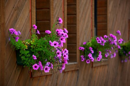 Nature ornament potted plant
