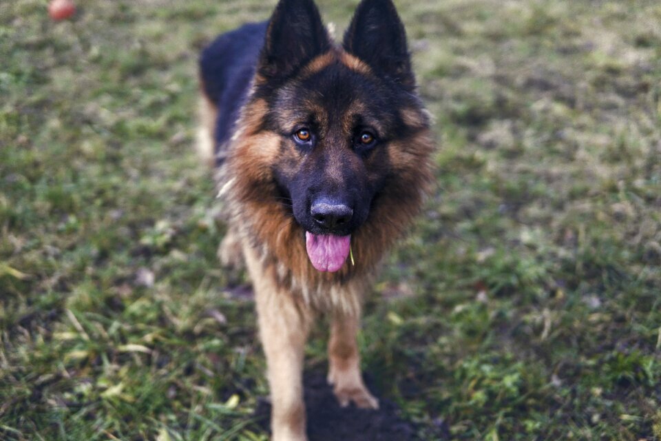 Alsatian spacer sheep-dog