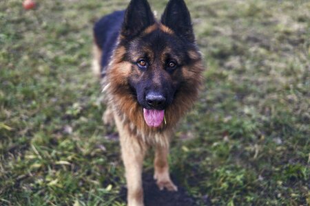 Alsatian spacer sheep-dog