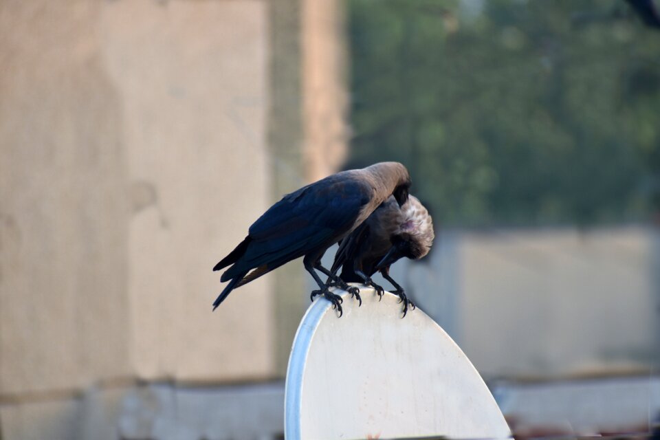 Head scratching pair birds