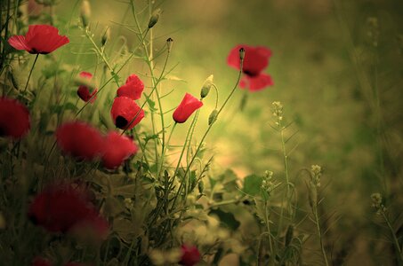 Field flora outdoors