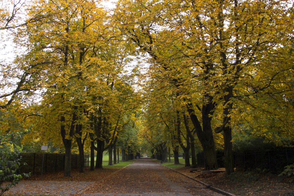 Golden autumn fall color leaves