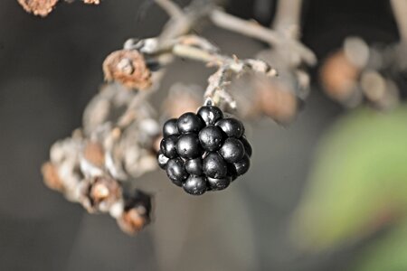 Berry individually one