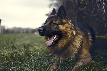 Alsatian spacer sheep-dog
