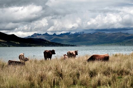 Animals andean animals nature