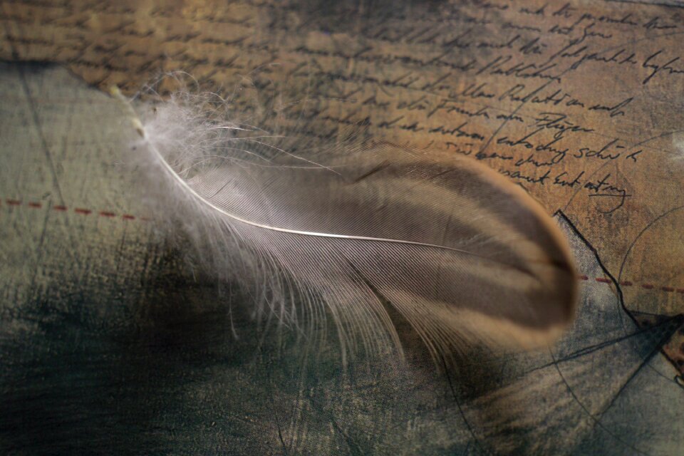 Ease symbol bird feather