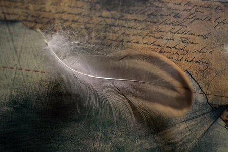 Ease symbol bird feather