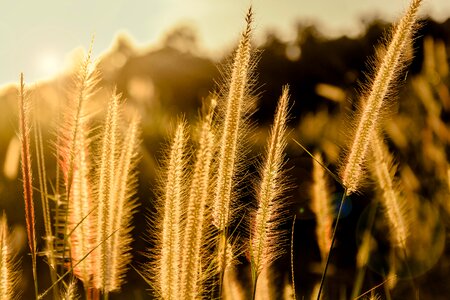 A blade of grass flower plant