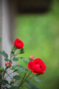 Leaf rose beautiful photo